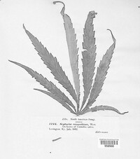 Septoria cannabis image